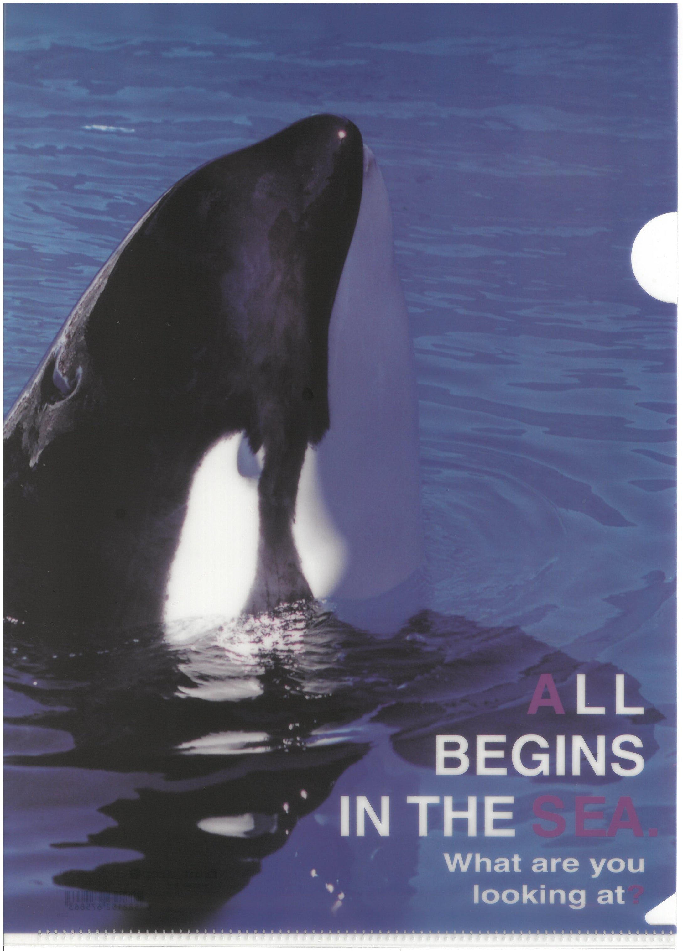 C0586  2入庄A4單人透明文件夾 P10