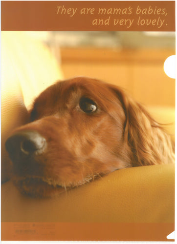 C0564  2入庄A4單人透明文件夾 P10